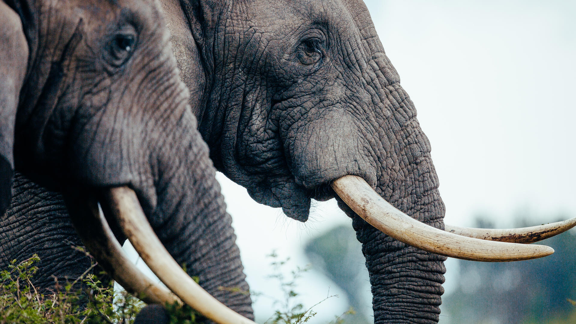 17 Days Safari to experience Uganda's gorillas, Kenya's Masai Mara, Tanzania's Serengeti and Ngorongoro