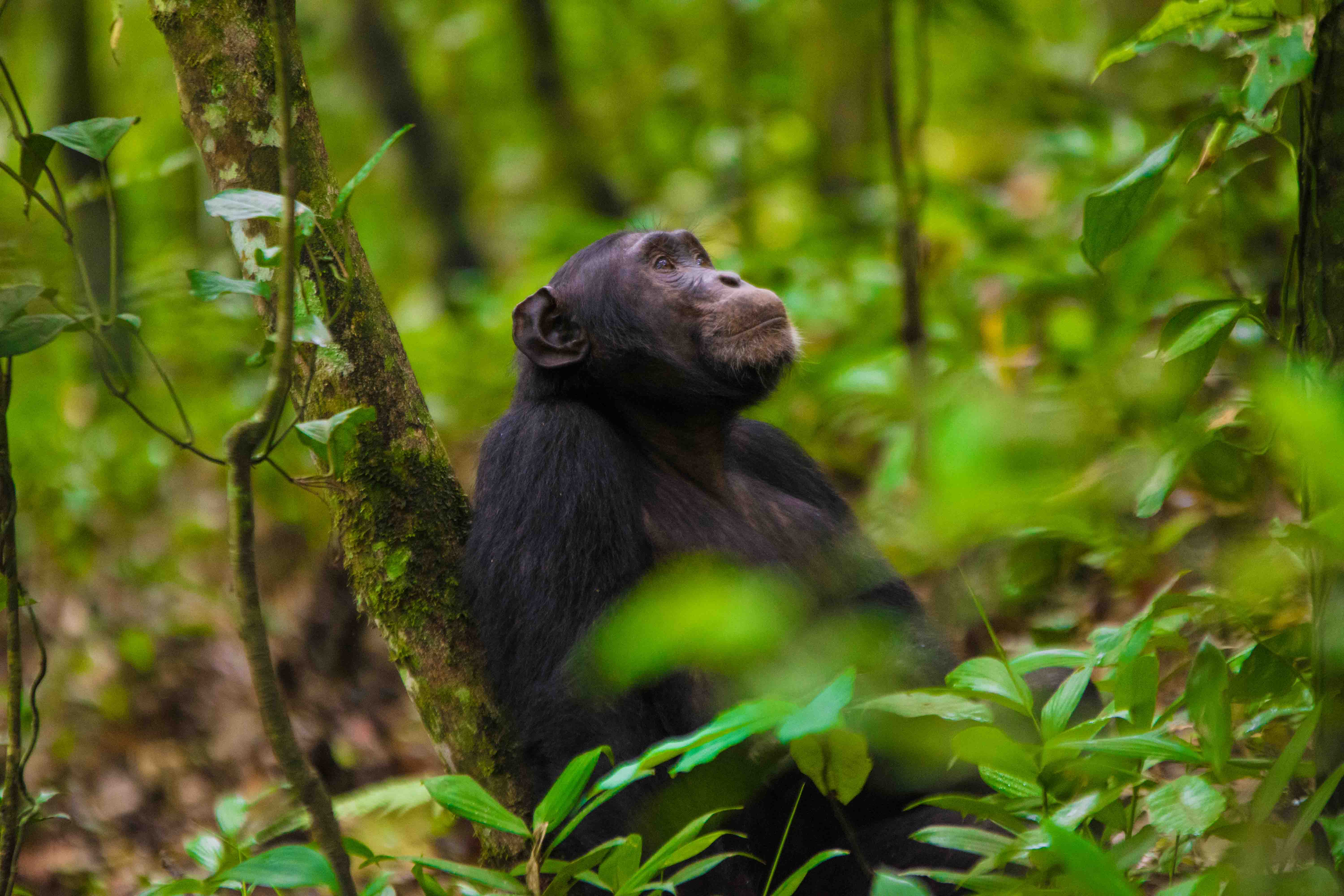 14 days Uganda safari