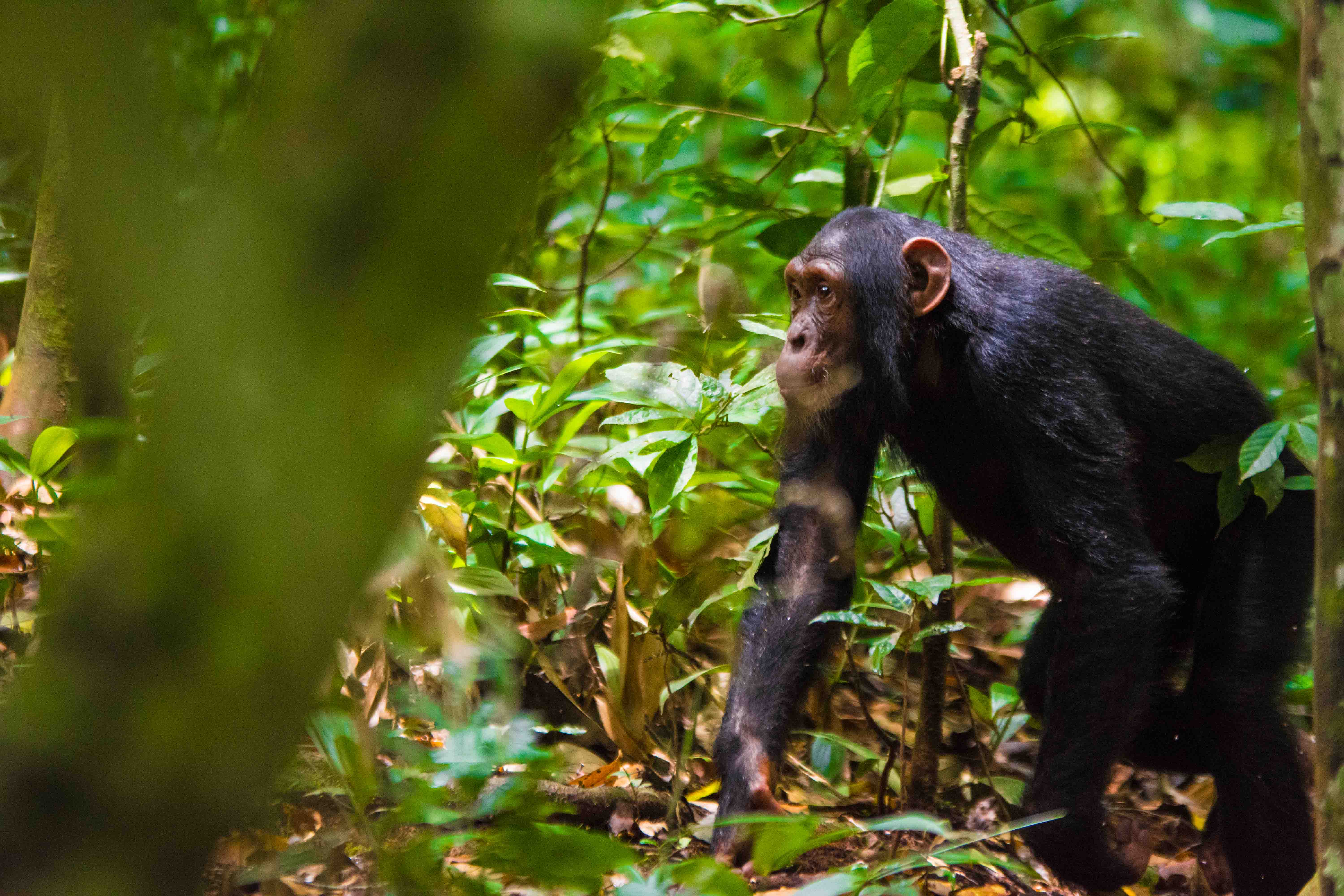 Kampala/Entebbe: Ngamba Island Chimps Sanctuary Tour