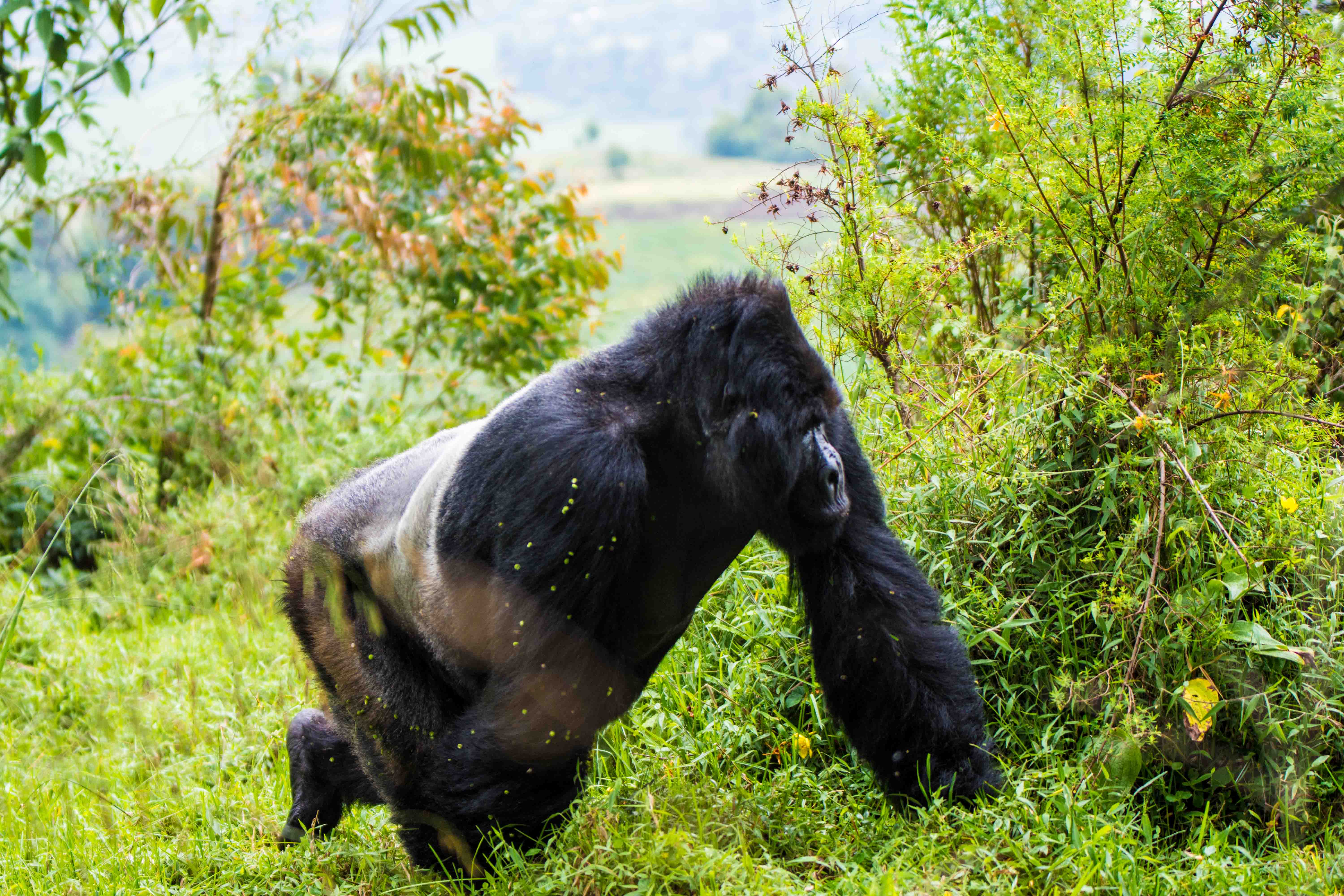 3-day Gorilla trekking Adventure