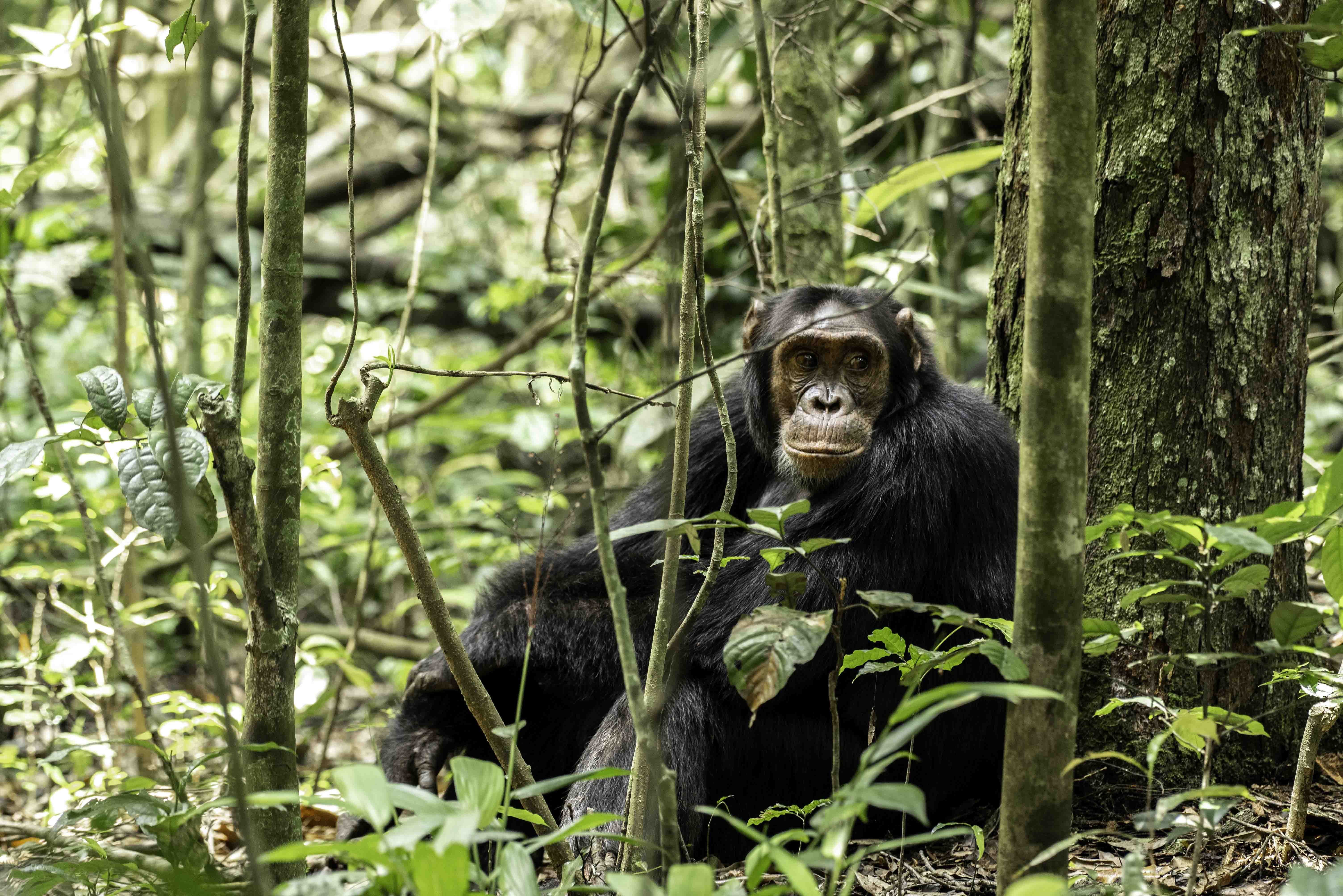 7-Day Bwindi, Kibale & Queen Elizabeth NP Mid-Range Safari