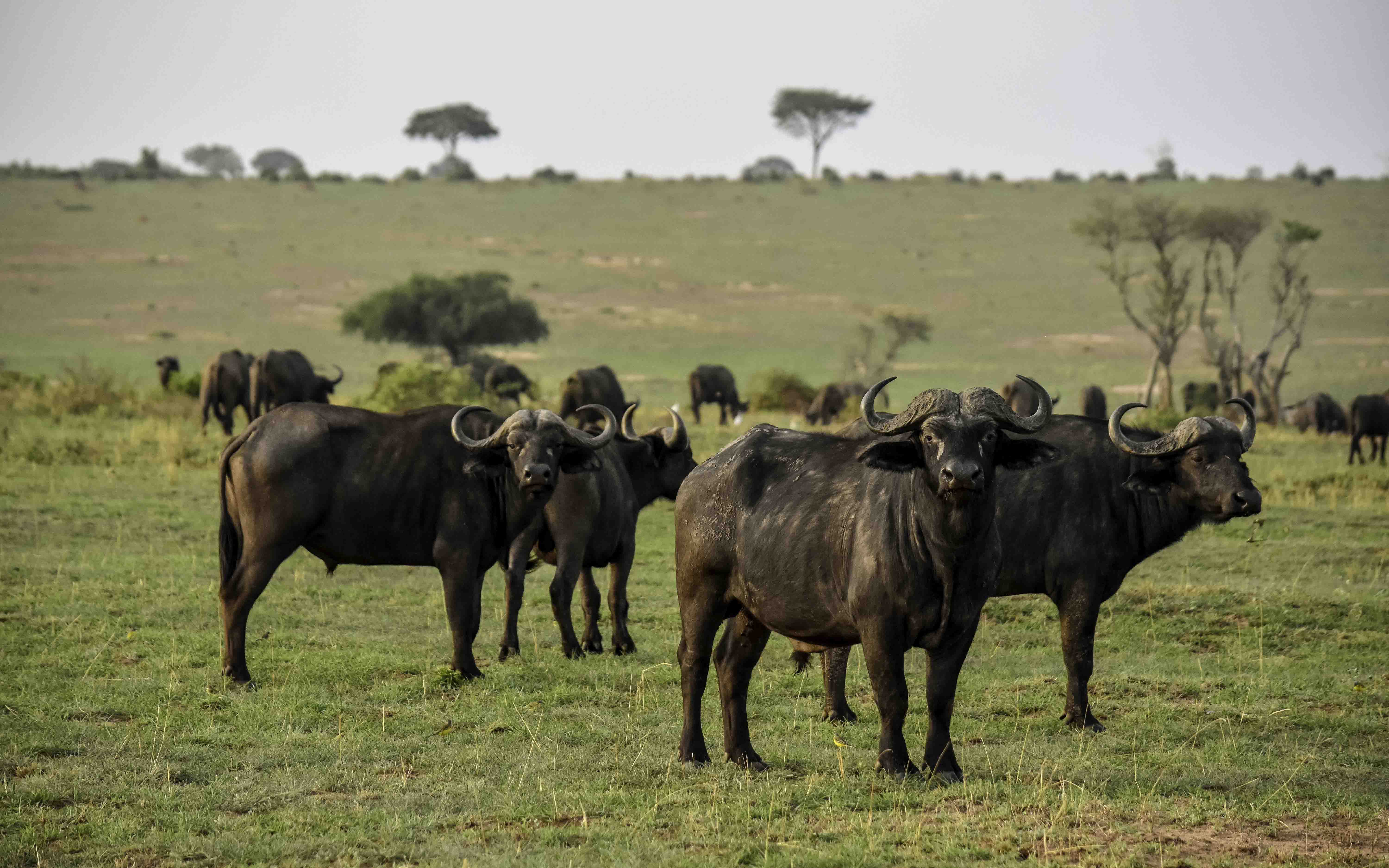 2-Day Murchison Falls Safari