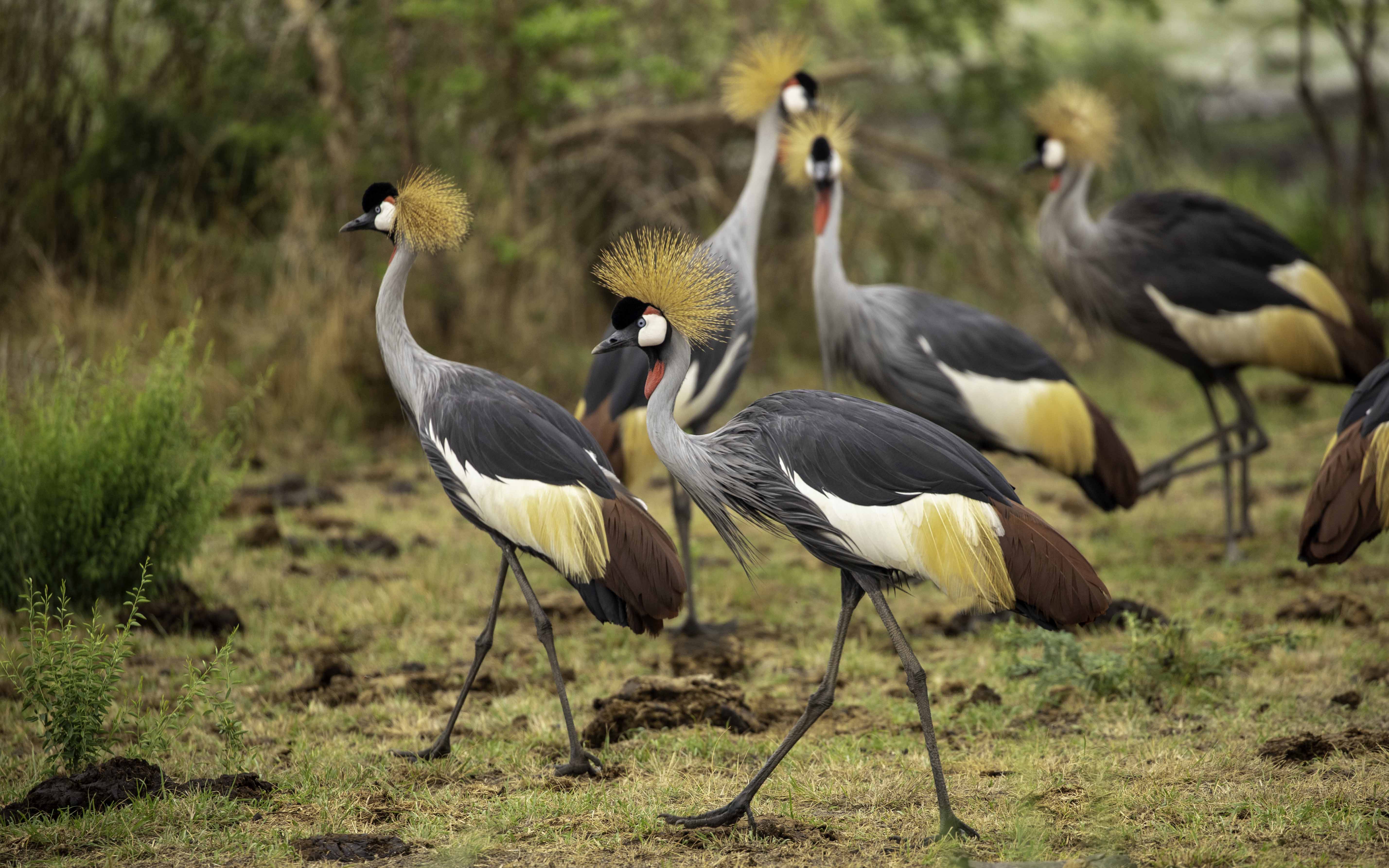 21-days across Uganda- Budget