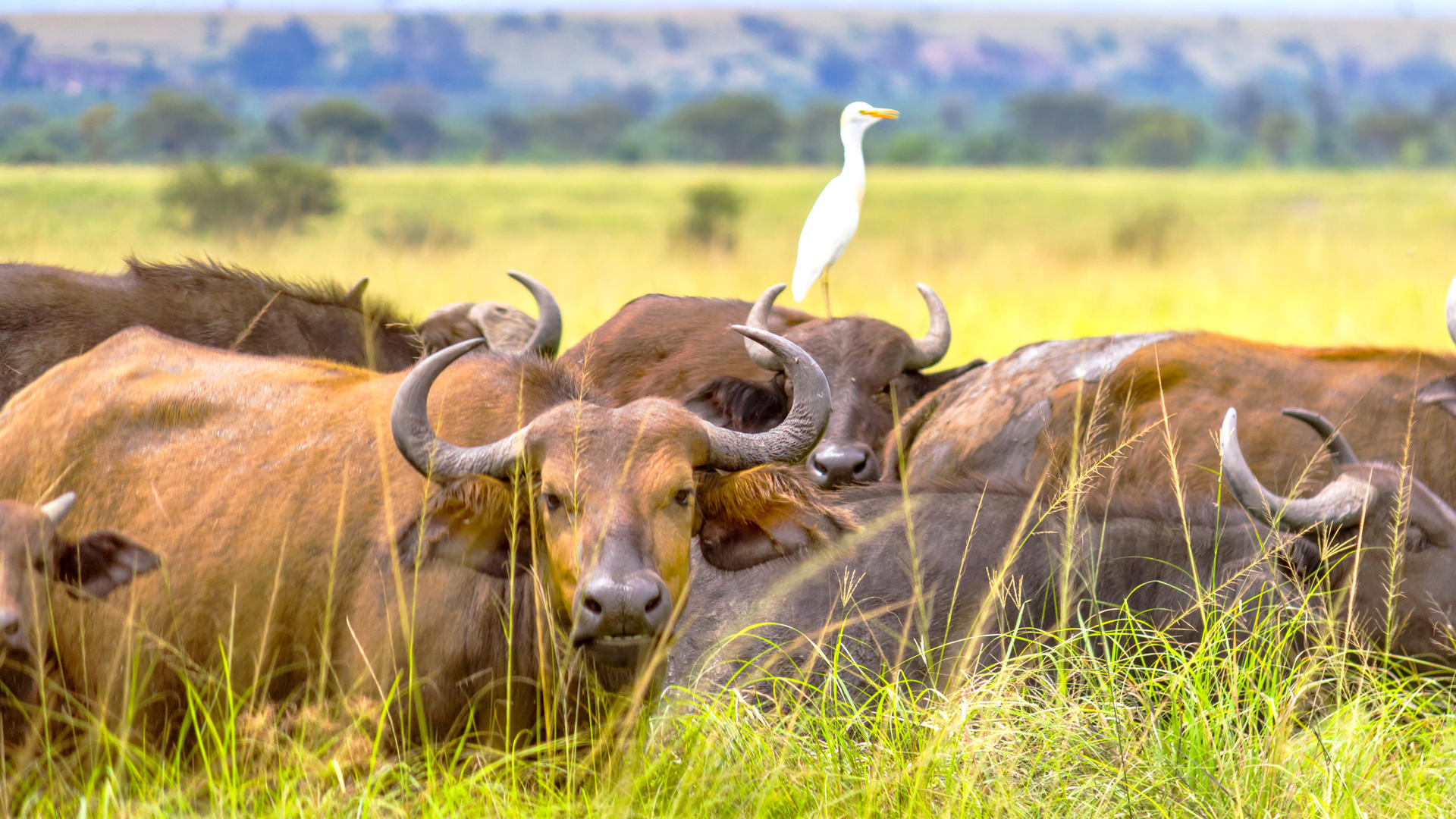 10 Days Experience Uganda’s Exclusive Gorillas and Wildlife