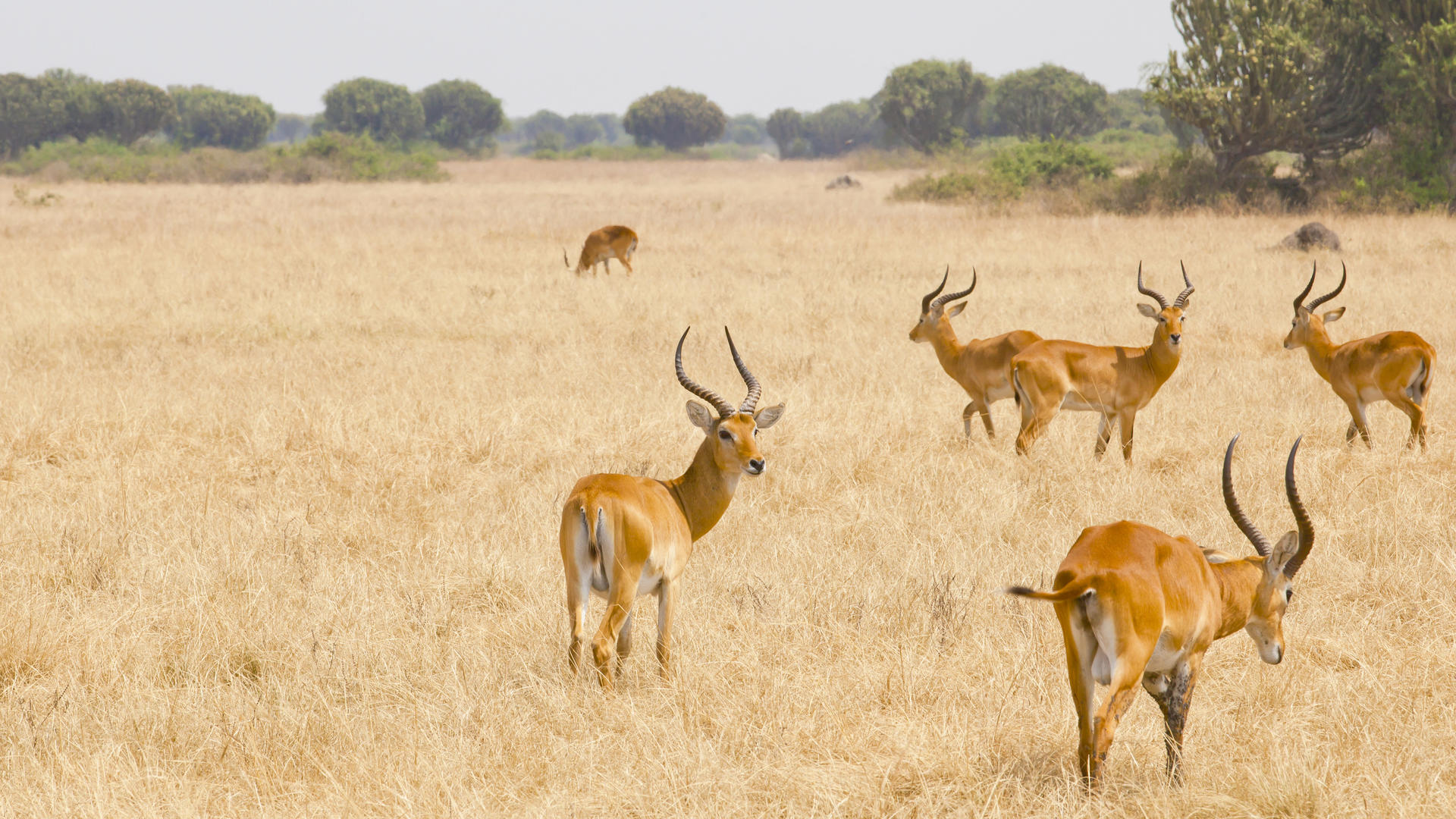 7 Days Exploration of Kidepo Valley and Murchison Falls National Park